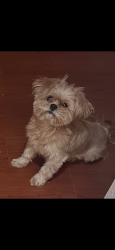 Lost Female Dog last seen Near upas ave mcallen, tx , McAllen, TX 78501