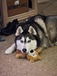 Lost Male Dog last seen West Wylie Ave going into woods behind Santoro Metals, Washington, PA 15301