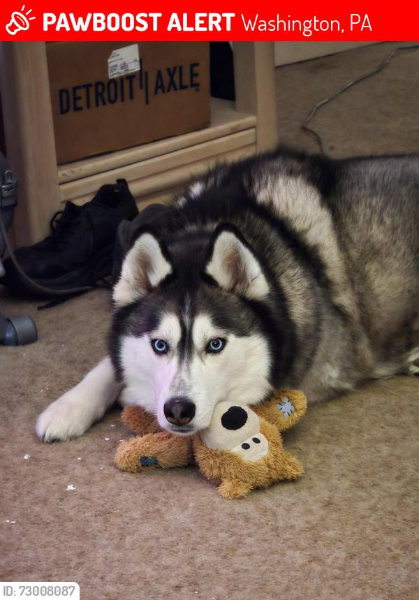 Lost Male Dog last seen West Wylie Ave going into woods behind Santoro Metals, Washington, PA 15301