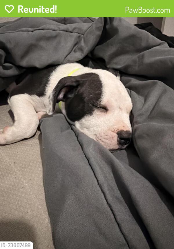 Reunited Male Dog last seen southdown pool, Pearland, TX 77584
