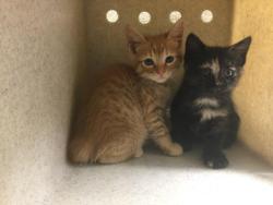 Shelter Stray Male Cat last seen Near BLOCK KATHY AVE, RIVERSIDE, CA 92509, 6851 Van Buren Boulevard, Jurupa Valley, CA 92509, USA