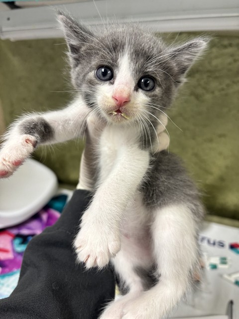 Shelter Stray Male Cat last seen Near BLOCK CROSSBILL, 6851 Van Buren Boulevard, Jurupa Valley, CA 92509, USA