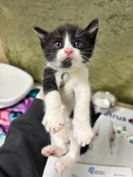 Shelter Stray Female Cat last seen Near BLOCK CROSSBILL, 6851 Van Buren Boulevard, Jurupa Valley, CA 92509, USA