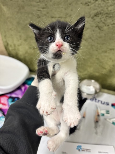 Shelter Stray Female Cat last seen Near BLOCK CROSSBILL, 6851 Van Buren Boulevard, Jurupa Valley, CA 92509, USA