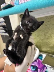 Shelter Stray Female Cat last seen Near BLOCK CROSSBILL, 6851 Van Buren Boulevard, Jurupa Valley, CA 92509, USA