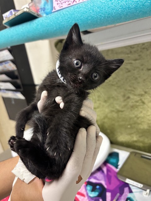 Shelter Stray Female Cat last seen Near BLOCK CROSSBILL, 6851 Van Buren Boulevard, Jurupa Valley, CA 92509, USA