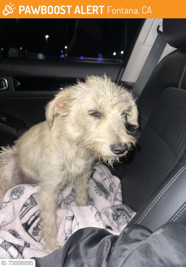 Found/Stray Male Dog last seen Cypress and Santa ana, Fontana, CA 92335