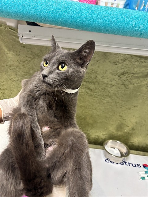 Shelter Stray Female Cat last seen Near BLOCK CROSSBILL, 6851 Van Buren Boulevard, Jurupa Valley, CA 92509, USA