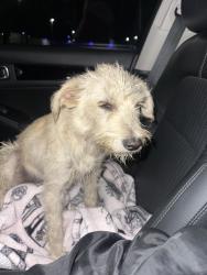 Found/Stray Male Dog last seen Cypress and Santa ana, Fontana, CA 92335