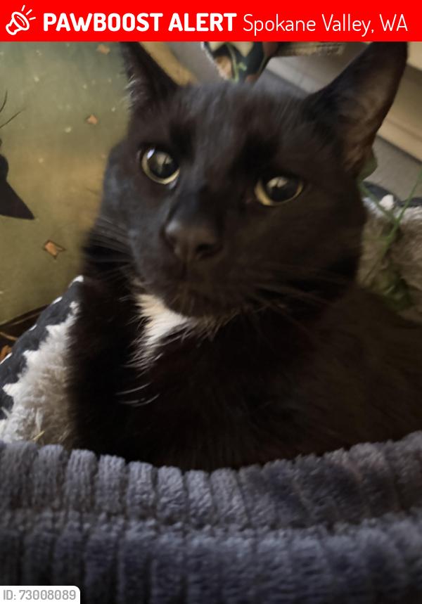 Lost Male Cat last seen Flora and Mission, Spokane Valley, WA 99016