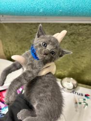 Shelter Stray Male Cat last seen Near BLOCK CROSSBILL, 6851 Van Buren Boulevard, Jurupa Valley, CA 92509, USA