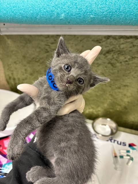 Shelter Stray Male Cat last seen Near BLOCK CROSSBILL, 6851 Van Buren Boulevard, Jurupa Valley, CA 92509, USA