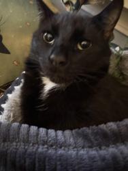 Lost Male Cat last seen Flora and Mission, Spokane Valley, WA 99016