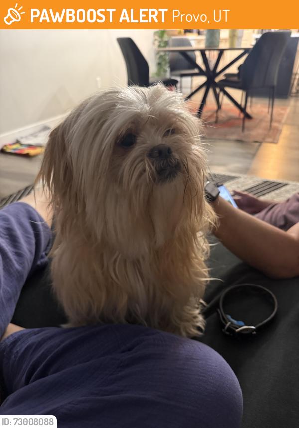Found/Stray Female Dog last seen Provo River trail close to the delta gateway park, Provo, UT 84601