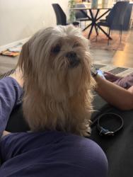 Found/Stray Female Dog last seen Provo River trail close to the delta gateway park, Provo, UT 84601