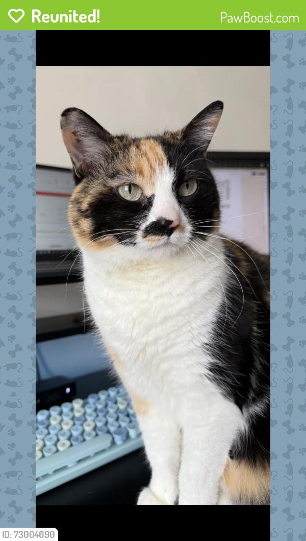 Reunited Female Cat last seen Near E Talon Way, Eagle Mountain, UT 84005, USA, Eagle Mountain, UT 84005