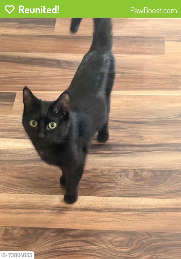 Reunited Male Cat last seen near kenilworth dr, Calumet City, IL 60409