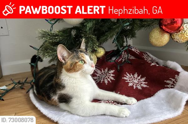 Lost Female Cat last seen Near Windsor spring Hephzibah Georgia lote 185  30815 , Hephzibah, GA 30815