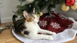 Lost Female Cat last seen Near Windsor spring Hephzibah Georgia lote 185  30815 , Hephzibah, GA 30815