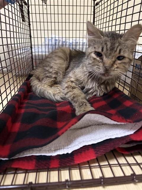 Shelter Stray Female Cat last seen HELMSMAN WAY & TIDE CT, 2127 Front St, Sacramento, CA 95818, USA