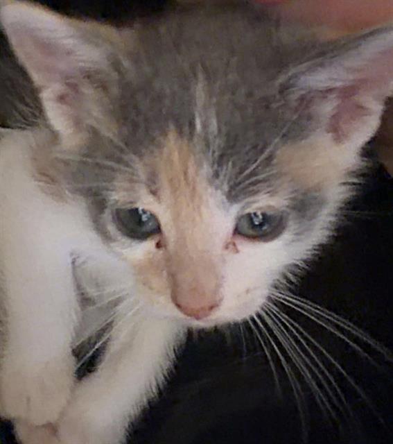 Shelter Stray Female Cat last seen ROSE MEAD CIR & FARM DALE WAY, 2127 Front St, Sacramento, CA 95818, USA