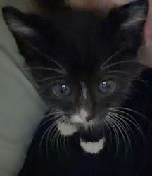 Shelter Stray Male Cat last seen ROSE MEAD CIR & FARM DALE WAY, 2127 Front St, Sacramento, CA 95818, USA