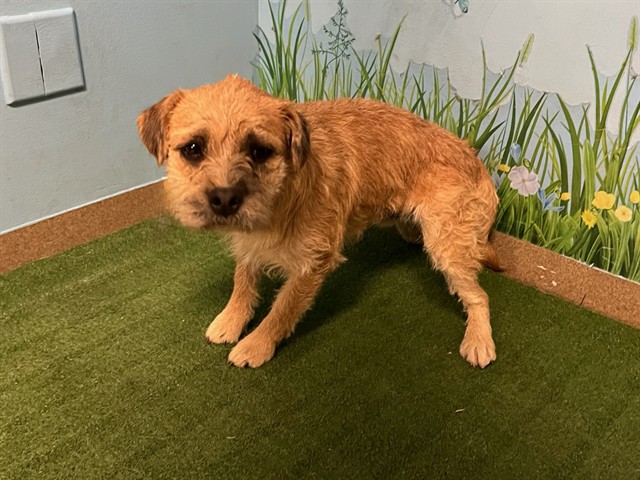 Shelter Stray Male Dog last seen , 38550 Sierra Hwy, Palmdale, CA 93550, USA