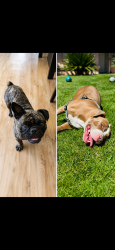 Lost Unknown Dog last seen Near Sentinel dr modesto, Modesto, CA 95357