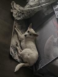 Lost Female Dog last seen Sara Kay dr, Richmond, VA 23237