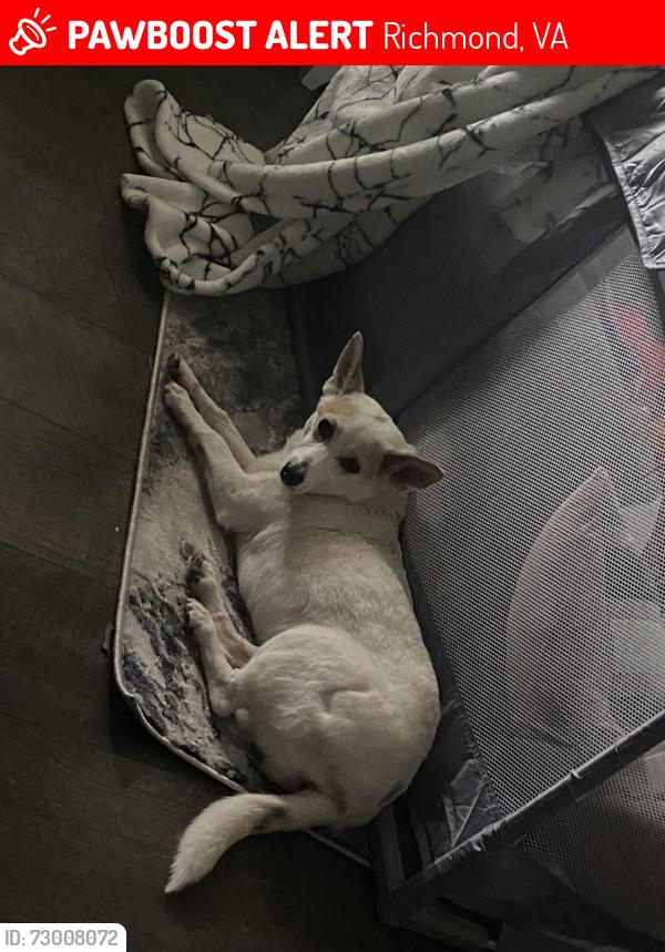 Lost Female Dog last seen Sara Kay dr, Richmond, VA 23237
