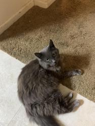 Lost Female Cat last seen Watercourse Ln & Watercolor Ln, West Sacramento, CA, West Sacramento, CA 95605