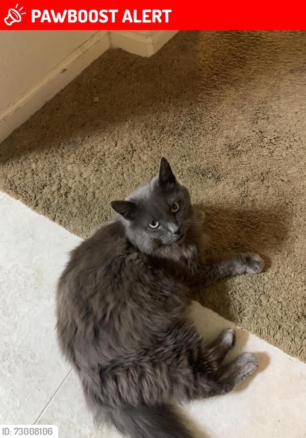 Lost Female Cat last seen Watercourse Ln & Watercolor Ln, West Sacramento, CA, West Sacramento, CA 95605