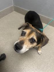 Shelter Stray Male Dog last seen Near BLOCK KNOLL VIEW DR, LAS VEGAS NV 89119, 655 N Mojave Rd, Las Vegas, NV 89101, USA