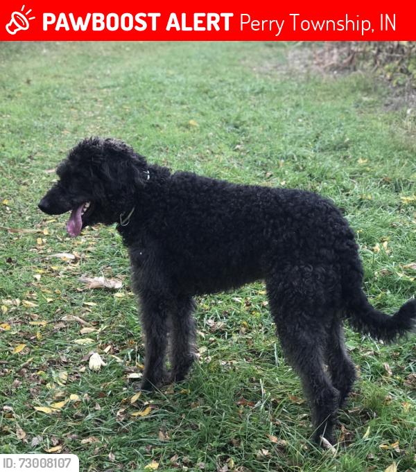 Lost Male Dog last seen Pion rd/ Pulver rd, Perry Township, IN 46845