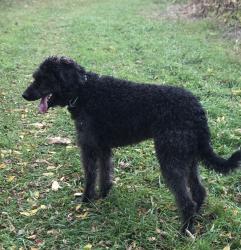 Lost Male Dog last seen Pion rd/ Pulver rd, Perry Township, IN 46845