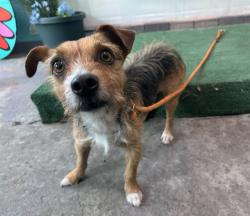 Shelter Stray Male Dog last seen , 4275 Elton St, Baldwin Park, CA 91706, USA