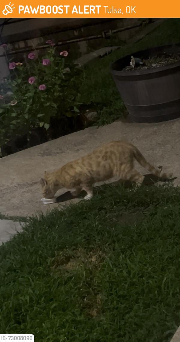 Found/Stray Unknown Cat last seen The woods apmts, Tulsa, OK 74112