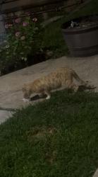Found/Stray Unknown Cat last seen The woods apmts, Tulsa, OK 74112