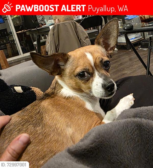 Lost Female Dog last seen Kempton woods off of 110th cost to sunrise blvd, Puyallup, WA 98374