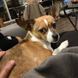 Lost Female Dog last seen Kempton woods off of 110th cost to sunrise blvd, Puyallup, WA 98374