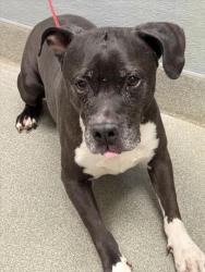 Shelter Stray Male Dog last seen Near BLOCK FABERGE AVE, LAS VEGAS NV 89115, 655 N Mojave Rd, Las Vegas, NV 89101, USA