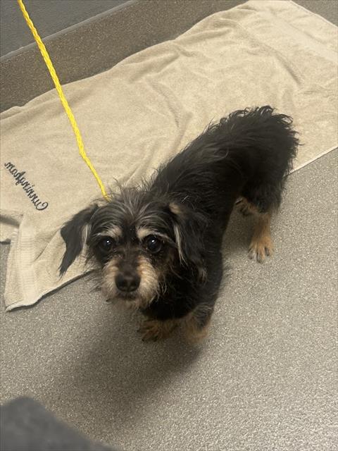 Shelter Stray Male Dog last seen Near BLOCK WARDELLE ST, LAS VEGAS NV 89101, 655 N Mojave Rd, Las Vegas, NV 89101, USA