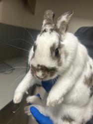 Shelter Stray Male Other last seen Near BLOCK S LAS VEGAS BLVD, LAS VEGAS NV 89119, 655 N Mojave Rd, Las Vegas, NV 89101, USA