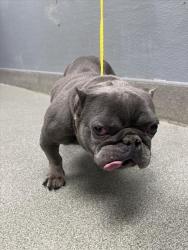 Shelter Stray Female Dog last seen N EASTERN AVE & SEARLES AVE, 655 N Mojave Rd, Las Vegas, NV 89101, USA