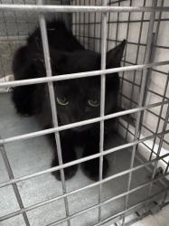Shelter Stray Female Cat last seen Near BLOCK OF CARROLL ST, 655 N Mojave Rd, Las Vegas, NV 89101, USA