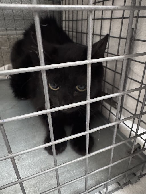 Shelter Stray Female Cat last seen Near BLOCK OF CARROLL ST, 655 N Mojave Rd, Las Vegas, NV 89101, USA