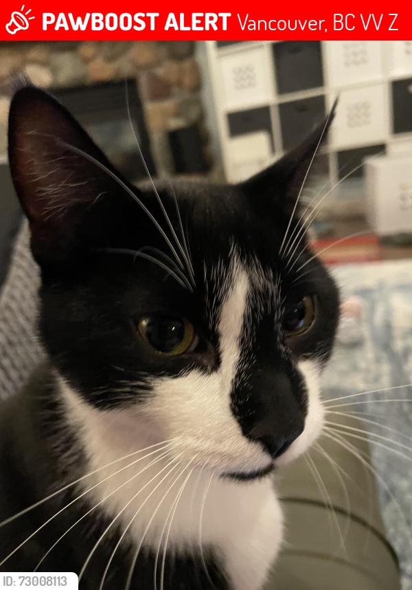 Lost Male Cat last seen 26th Ave E / Balkan St between Main and Fraser near King Edward Ave, Vancouver, BC V5V 3Z5