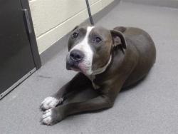 Shelter Stray Male Dog last seen Near BLOCK S VALLEJO ST, DENVER CO 80219, 1241 W Bayaud Ave, Denver, CO 80223, USA