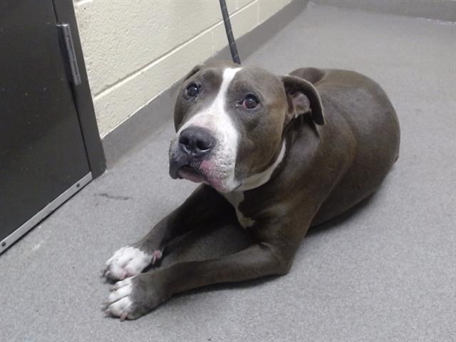 Shelter Stray Male Dog last seen Near BLOCK S VALLEJO ST, DENVER CO 80219, 1241 W Bayaud Ave, Denver, CO 80223, USA