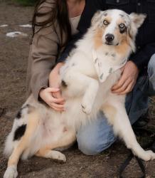 Lost Male Dog last seen Near n main st, Willard, utah, Willard, UT 84340